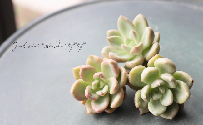 ��¿����ʪ�� �إ��ܥ��ɥ��꡼��١������٥ꥢ° ���Ȥ����꡼��