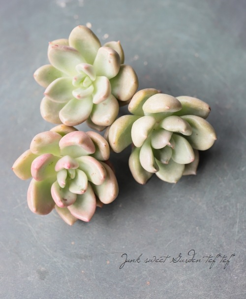 ��¿����ʪ�� �إ��ܥ��ɥ��꡼��١������٥ꥢ° ���Ȥ����꡼��