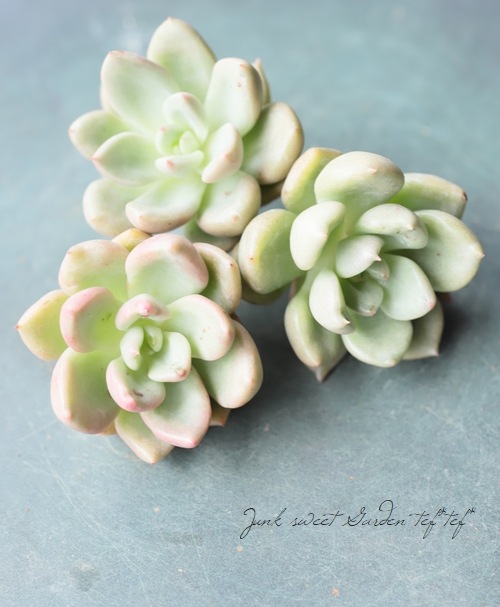 ��¿����ʪ�� �إ��ܥ��ɥ��꡼��١������٥ꥢ° ���Ȥ����꡼��