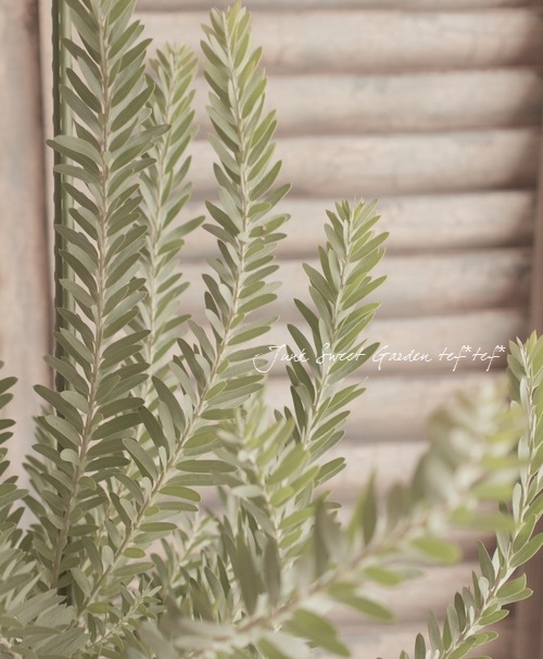 アカシア ブルーブッシュ 整った樹形 105cm ❗ 際立つ シルバーリーフ 庭木】 銀葉アカシア 『ブルーブッシュ』 | すべての商品 | | Junk