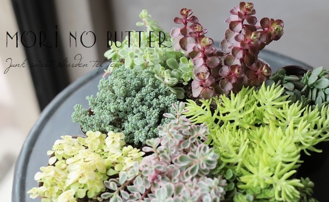 多肉植物】セダム属 おまかせ4種4苗セット☆ | すべての商品