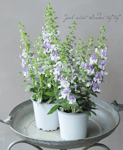 大輪アンゲロニア・エンジェルフェイス 『ウェッジウッドブルー