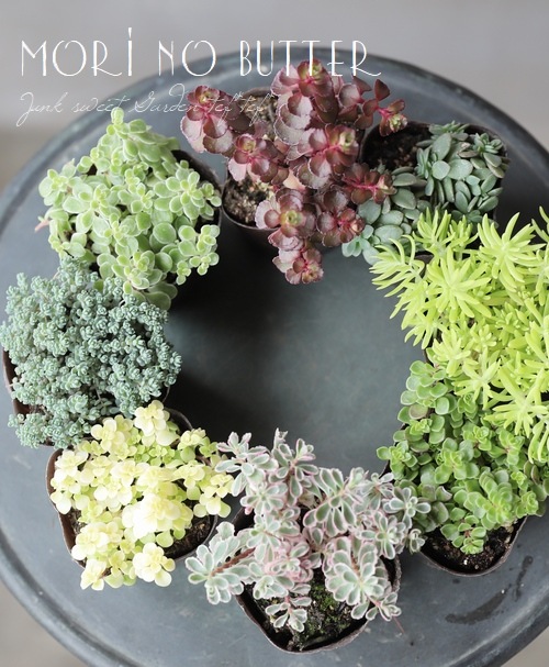 多肉植物】セダム属 おまかせ4種4苗セット☆ | すべての商品 | | Junk