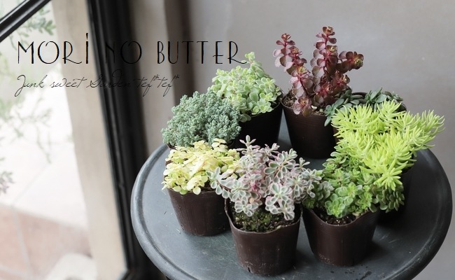 多肉植物】セダム属 おまかせ4種4苗セット☆ | すべての商品