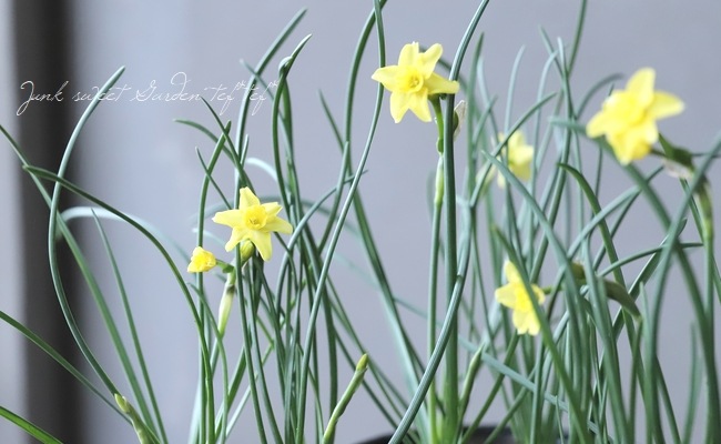 球根植物 雫スイセン サブローサ 極小輪 すべての商品 Junk Sweet Garden Tef Tef