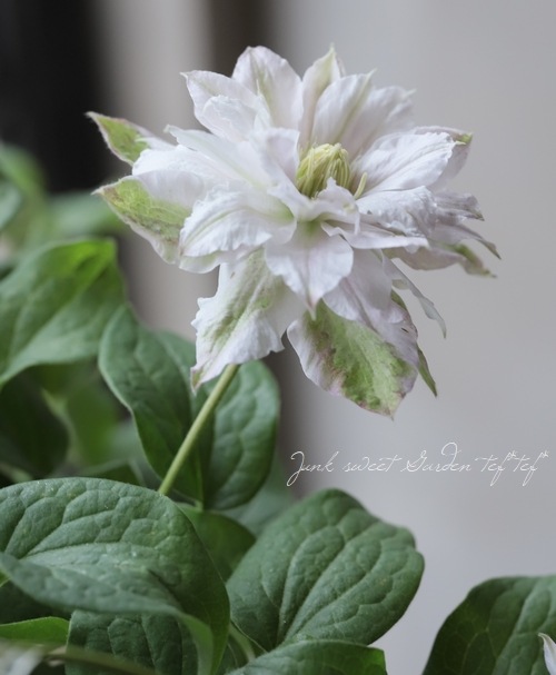 クレマチス様専用です ねね様専用 （史上一番安い ねね様専用 クレマチス 希少 こはな 墨絵