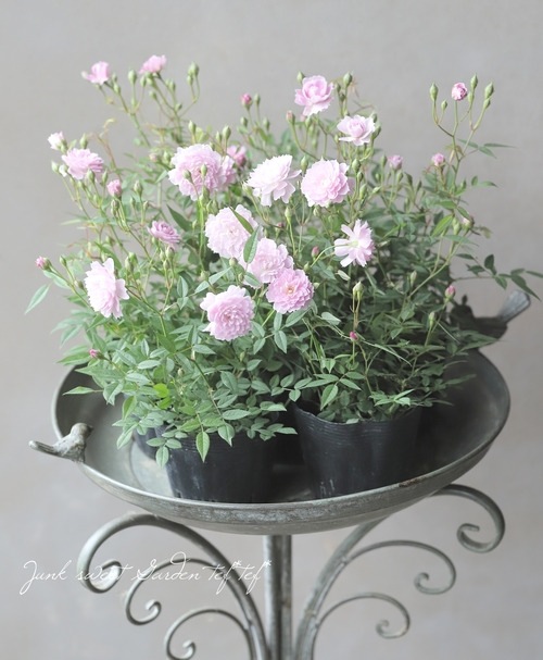 �ե쥰��󥹥��������ߥ˥Х� �إܥ���ٻ͵��餭���ᡪ