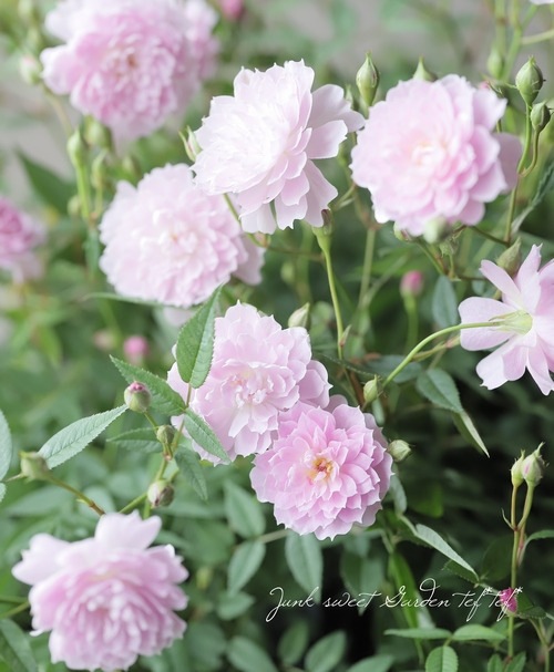 �ե쥰��󥹥��������ߥ˥Х� �إܥ���ٻ͵��餭���ᡪ