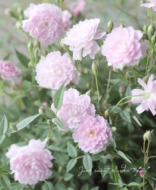 �ե쥰��󥹥��������ߥ˥Х� �إܥ���ٻ͵��餭���ᡪ