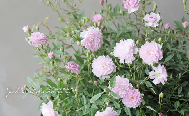 �ե쥰��󥹥��������ߥ˥Х� �إܥ���ٻ͵��餭���ᡪ