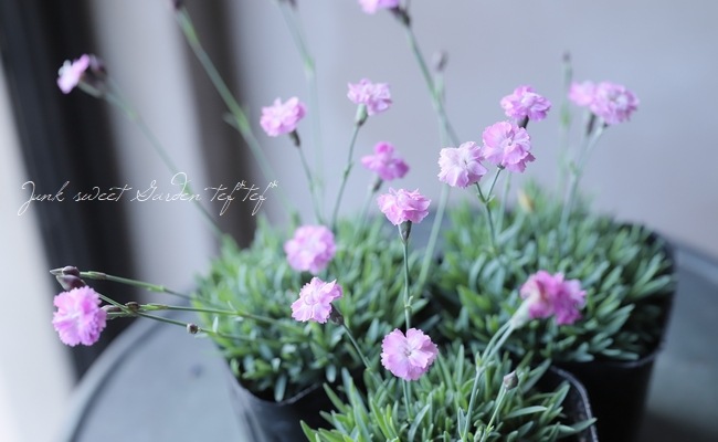 極小輪八重咲きナデシコ ダイアンサス 『ピンクジュエル』 | すべての