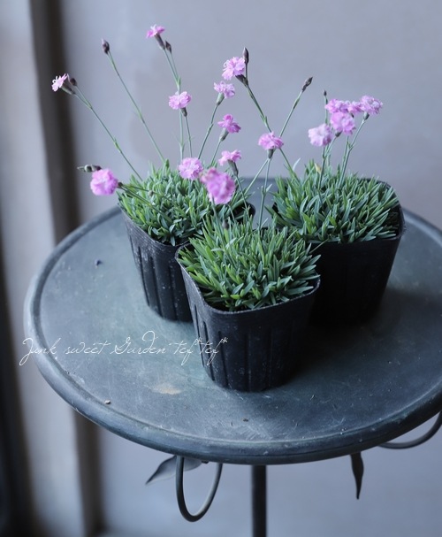 極小輪八重咲きナデシコ ダイアンサス 『ピンクジュエル』 | すべての