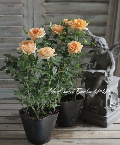 ミニバラ 『モカフェローズ』 MIX植え | すべての商品 | | Junk sweet