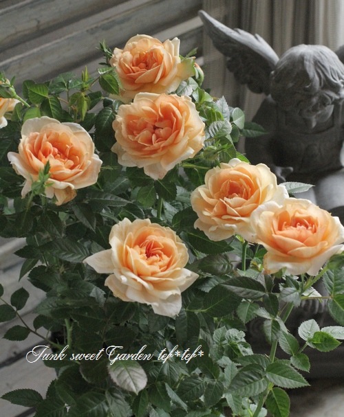 ミニバラ 『モカフェローズ』 MIX植え | すべての商品 | | Junk sweet