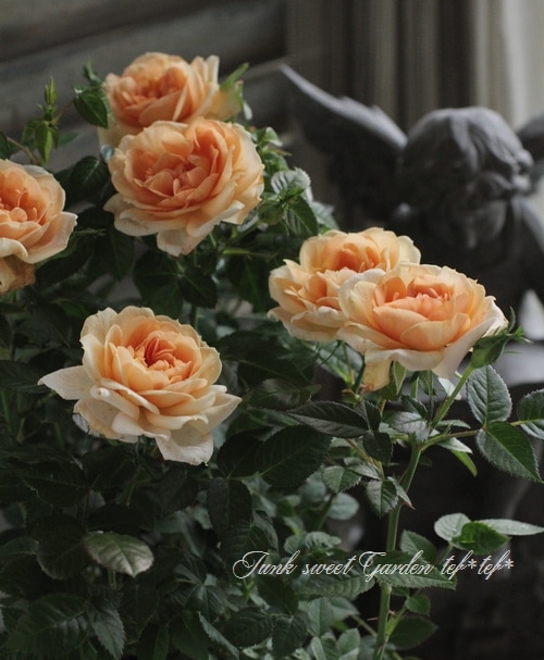 ミニバラ 『モカフェローズ』 MIX植え | すべての商品 | | Junk sweet