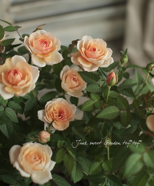 ナナ様 確認用 ミニバラ モカ ミニバラ・モカの成長記録｜🍀GreenSnap