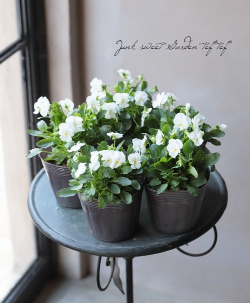 ビオラ・アドマイヤー 『ホワイト』 | すべての商品 | | Junk sweet