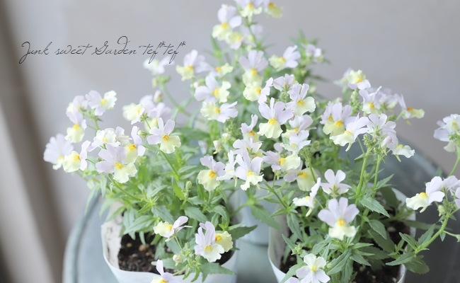 ˧ɺͥ᥷ޥ󥹡إϥˡԡ