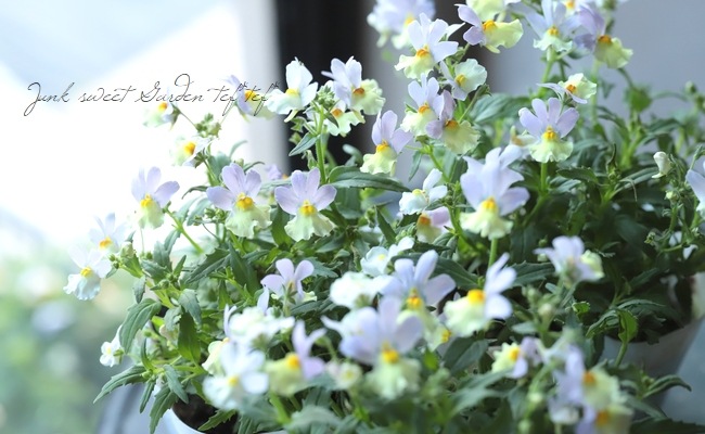 ˧ɺͥ᥷ޥ󥹡إϥˡԡ