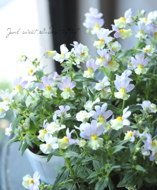 ˧ɺͥ᥷ޥ󥹡إϥˡԡ