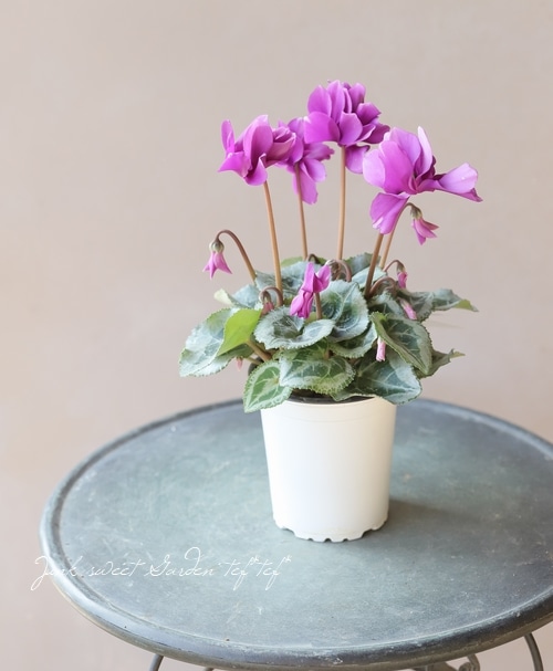 八重咲きシクラメン 『フェアリーピコ 』 バイオレット【パープル