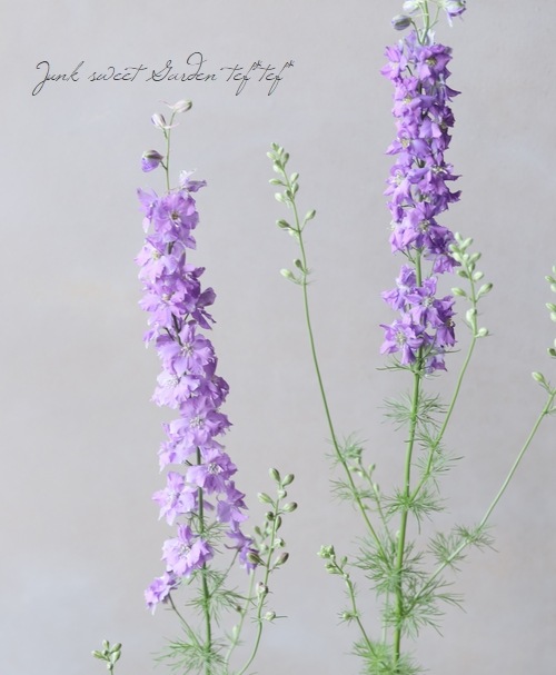 八重咲きラークスパー 『サンシャインライラック』 | 花苗 | | Junk