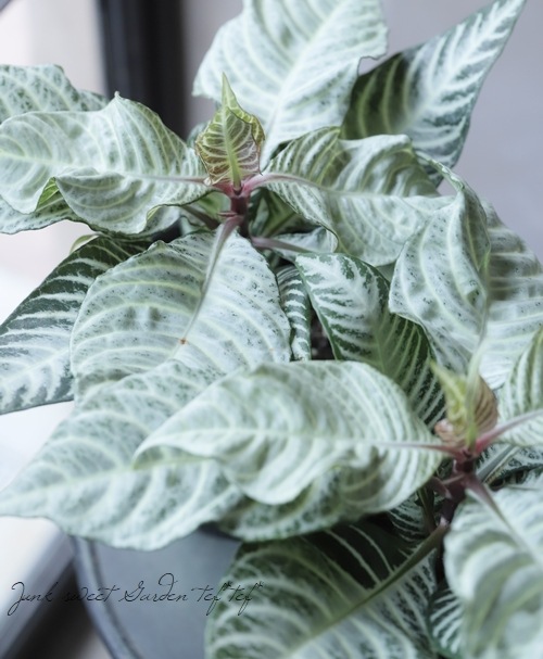 ڴտʪ եɥ顡إС饦ɡ