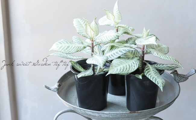 ڴտʪ եɥ顡إС饦ɡ