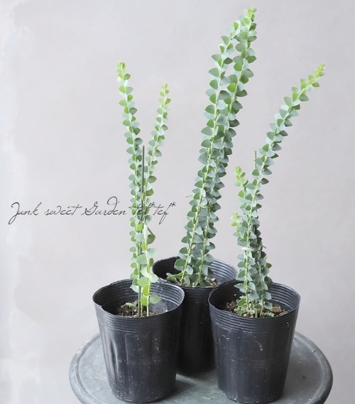 三角葉アカシア 『カルトリフォラミス』 | すべての商品 | | Junk