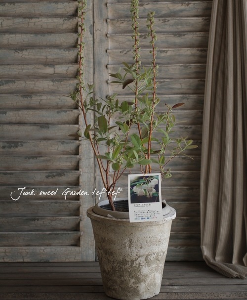 ゼノビア・プルベルレンタ 『すずらんの木』 ブルースカイ | すべての