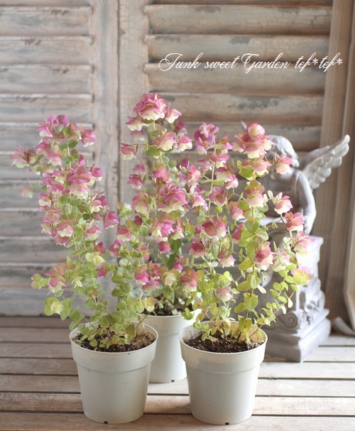 花オレガノ ユノ すべての商品 Junk Sweet Garden Tef Tef