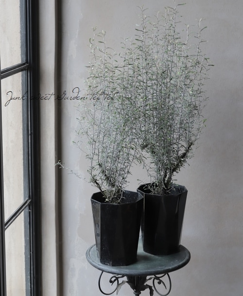 コロキア・コトネアスター 『マオリシルバー』 | すべての商品