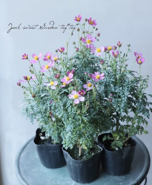 ウィンターコスモス ビデンス 『月小町』 | すべての商品 | | Junk