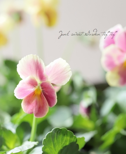 ����臘�������ꥸ�ʥ�ӥ��顡�ؽ�ϻ���