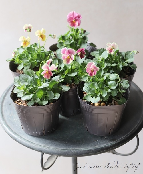 ����臘�������ꥸ�ʥ�ӥ��顡�ؽ�ϻ���