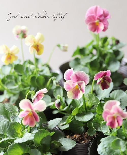 ☆育種うえたオリジナルビオラ 『十六夜』 | すべての商品 | | Junk