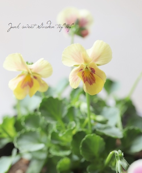 ����臘�������ꥸ�ʥ�ӥ��顡�ؽ�ϻ���