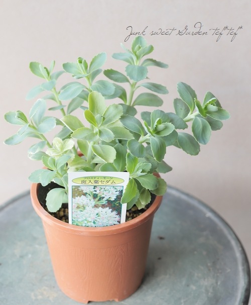 ¿ʪ ٥󥱥إեƥ⡼ þʤ