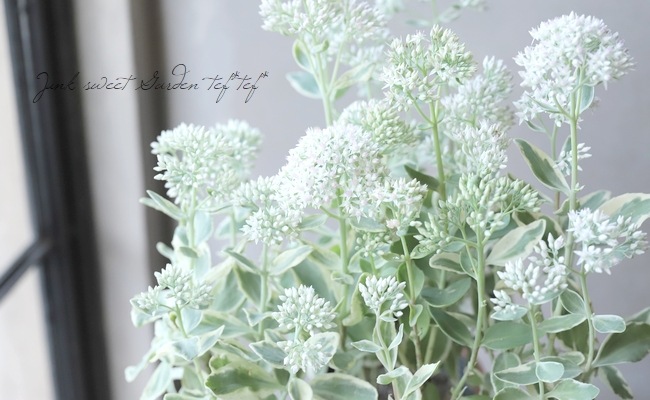 ¿ʪ ٥󥱥إեƥ⡼ þʤ