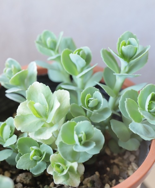 ¿ʪ ٥󥱥إեƥ⡼ þʤ