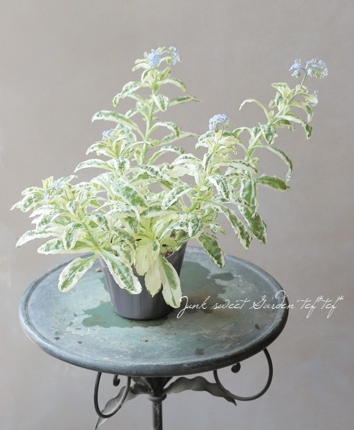 斑入り 『ワスレナグサ』 | すべての商品 | | Junk sweet Garden tef*tef*