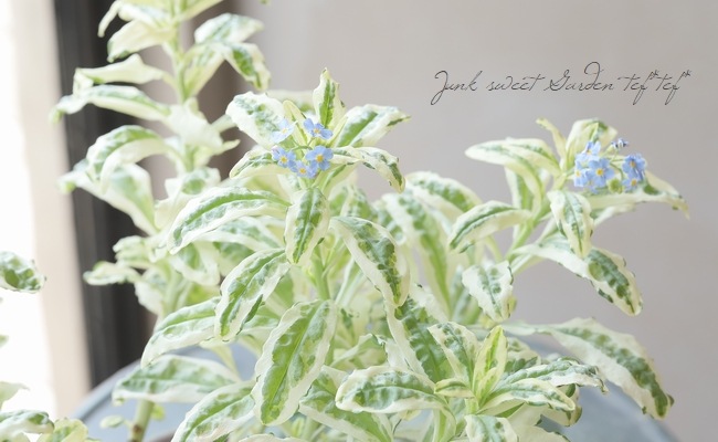 斑入り 『ワスレナグサ』 | すべての商品 | | Junk sweet Garden tef*tef*