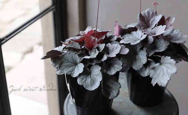 ҥ塼 ɥ꡼إСݥɥåס