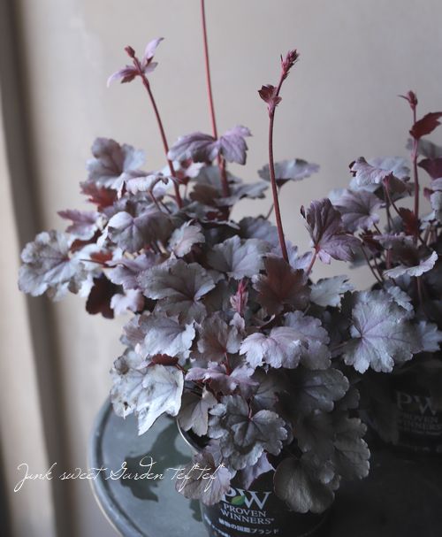 ҥ塼 ɥ꡼إСݥɥåס