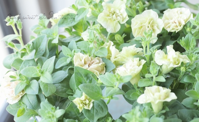 松原園芸さんペチュニア♥ ヴァンサンカン・みどりのヴェール ♥ 3号ポットごと 松原さんオリジナルペチュニア「ヴァンサンカン・みどりの