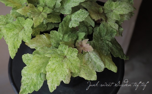 �ƥ�����顡�إإ��󥺥��åɥߥ��ȡ�