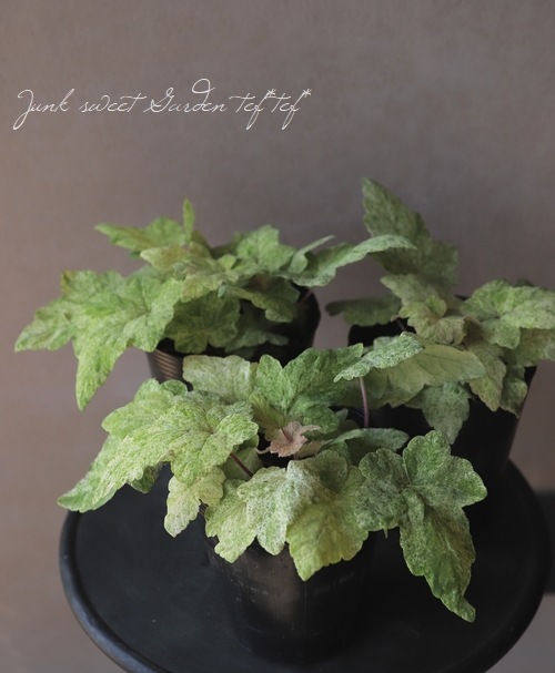 �ƥ�����顡�إإ��󥺥��åɥߥ��ȡ�