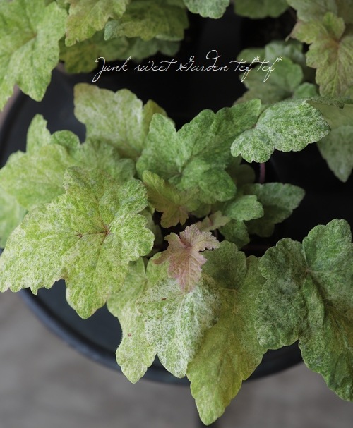 �ƥ�����顡�إإ��󥺥��åɥߥ��ȡ�