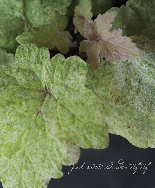 �ƥ�����顡�إإ��󥺥��åɥߥ��ȡ�