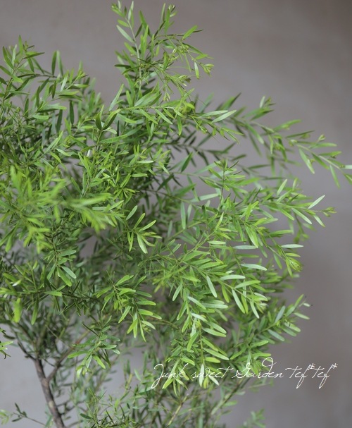 �ץꥹ�٥󥢥��������إե���֥ꥢ������
